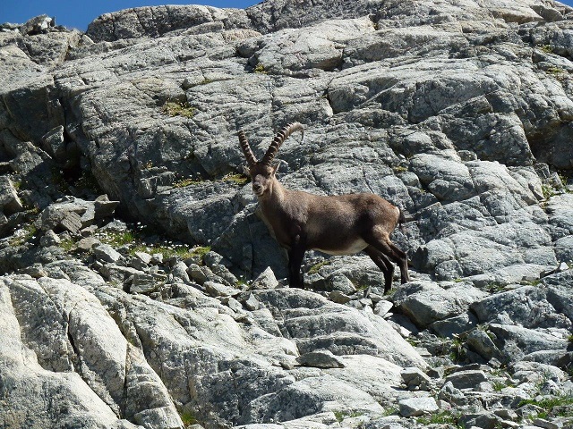 Photo de paysage de montagne avec un bouquetin